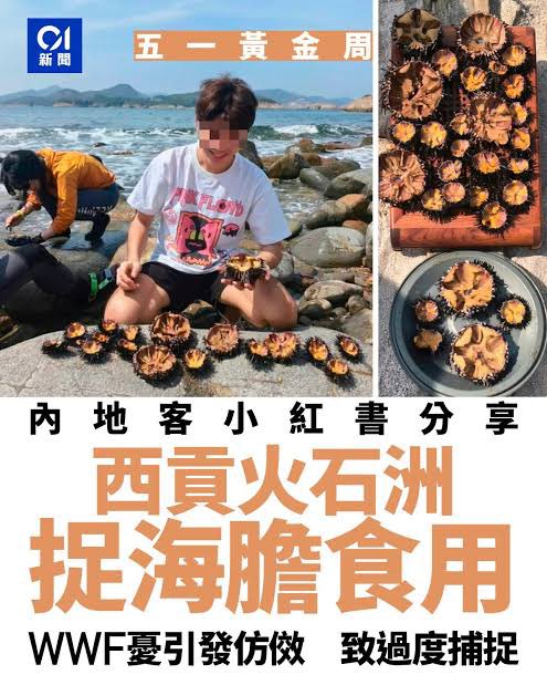 Sam_Camper's tweet photo. @rinaries4 目の前に物があったら、我が物にするの好きなのだよ
東京湾でワタリガニを許可なく捕ったり、香港でウニを捕ってSNSで自慢したり、悪いことしかしないのよ
普段日本のこと小日本(しょうにっぽん)って呼ぶ割には、ちっチャイナ違法行為しかしない中国人ども、チャイナだけに https://t.co/wXn2EU7mpR