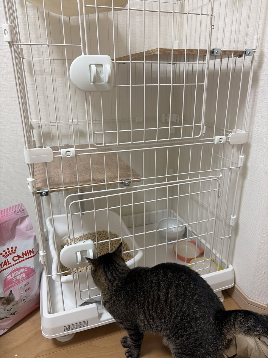 nyaugh's tweet photo. 新入り用のケージセット完了
先輩猫は興味津々 https://t.co/ICLvwesSFL