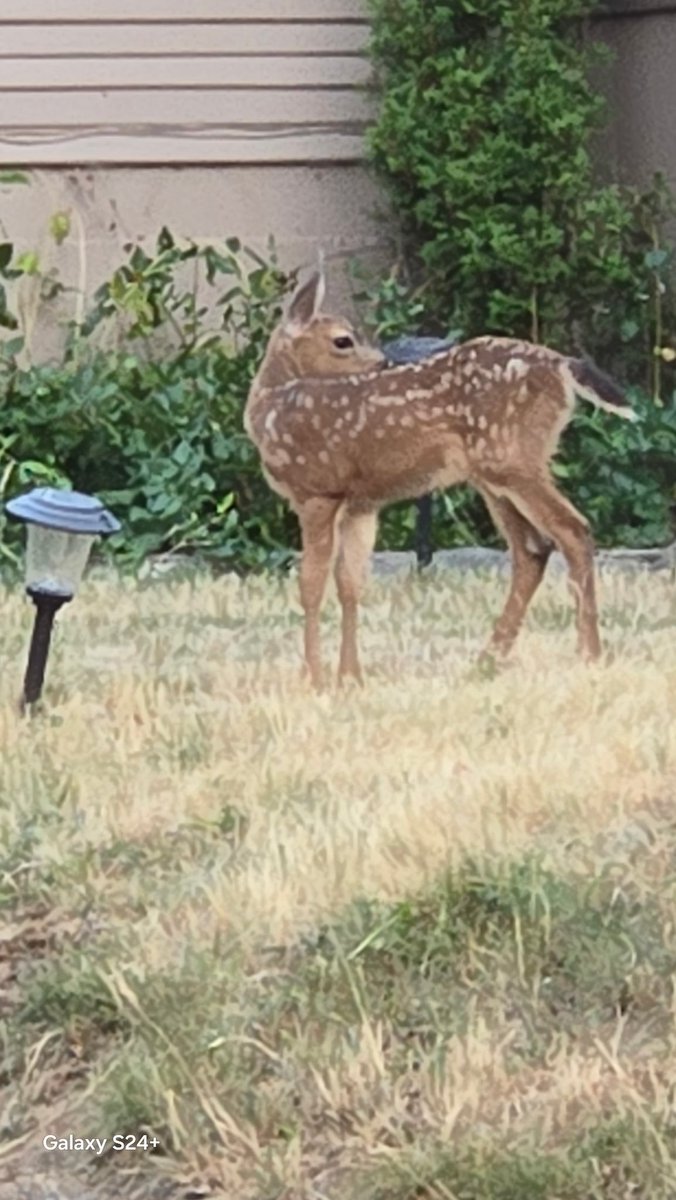 sheila_yarnell's tweet photo. In the neighborhood! Yesterday a bigger baby! Tis the season for FAWNS! 🥰🥰🥰 https://t.co/5JMtMblrB9