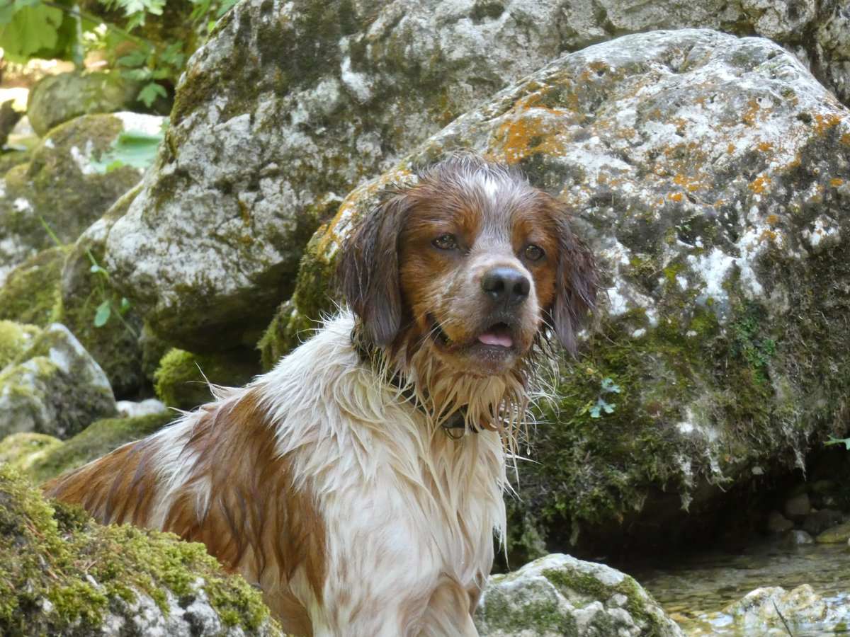 DGecchele's tweet photo. Tommy Conquers the Water Trail

A fearless explorer following the sound of flowing water. Every stream hides a new adventure, and every step brings a story worth remembering. 🐾💧

#dogphotography #naturelovers #watertrail #outdooradventures #brittanyspaniel https://t.co/huo5c2tx0r