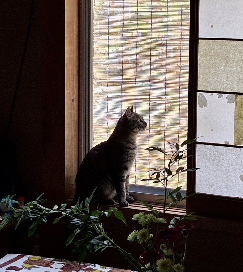 asagamatakuru__'s tweet photo. もう本当に、死んでしまうのではないかと思うほど弱っていたこの子を母が保護して、びっくりするほど元気になり、今ではもうこんなにも凛々しい https://t.co/nCneS8hulA