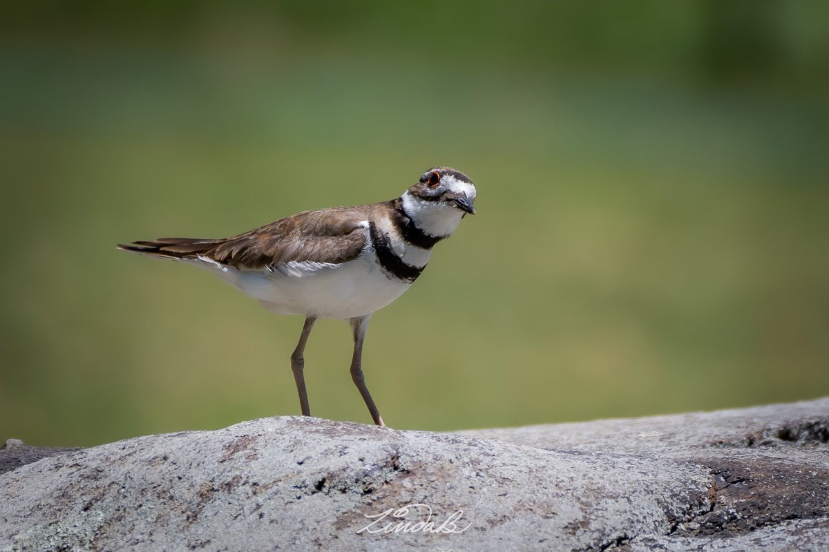 LSBofEBB's tweet photo. Paddock Plover
After spending time with the goat in yesterday's picture post a Killdeer flew into the paddock, looking a little alarmed at our presence. I assume there was a nest nearby.
#godsdesign #bird #wildlife #hellothere #enjoythemoment #RhodeIsland #photographer https://t.co/O8D5byc1kZ