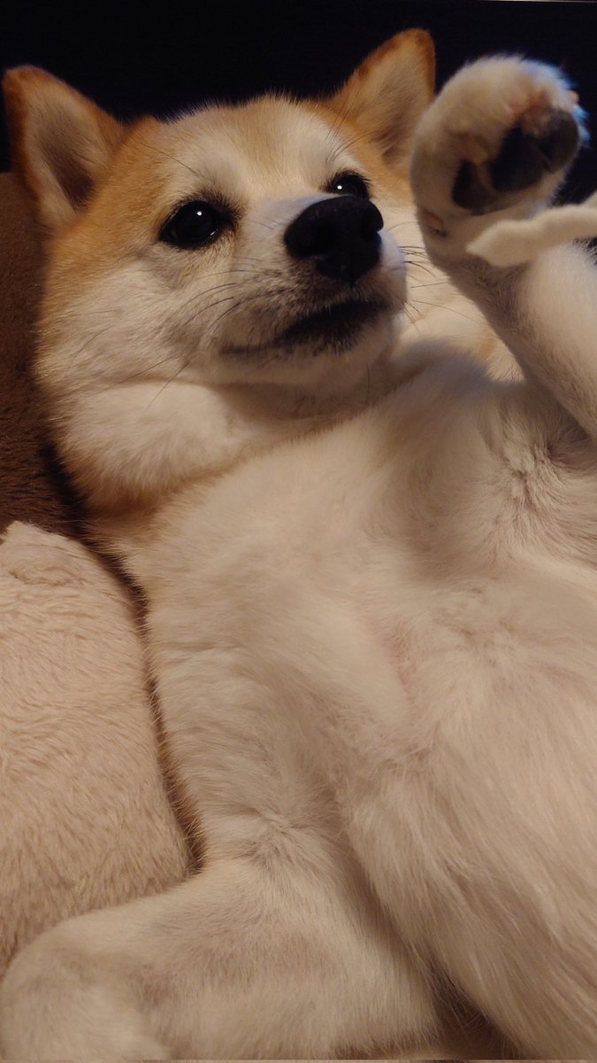 sisi3po's tweet photo. 赤ちゃん💛 https://t.co/DerJFPZnbH
