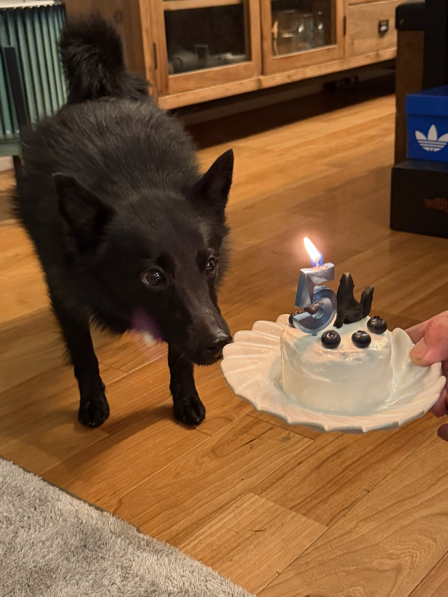 u_sin's tweet photo. 本日7月9日はビビの5歳の誕生日。黒犬クッキーが乗った手作りケーキでお祝いしました。

そして浮かれメガネは今年も装着拒否されました…

#スキッパーキ https://t.co/7tFuKmi58I