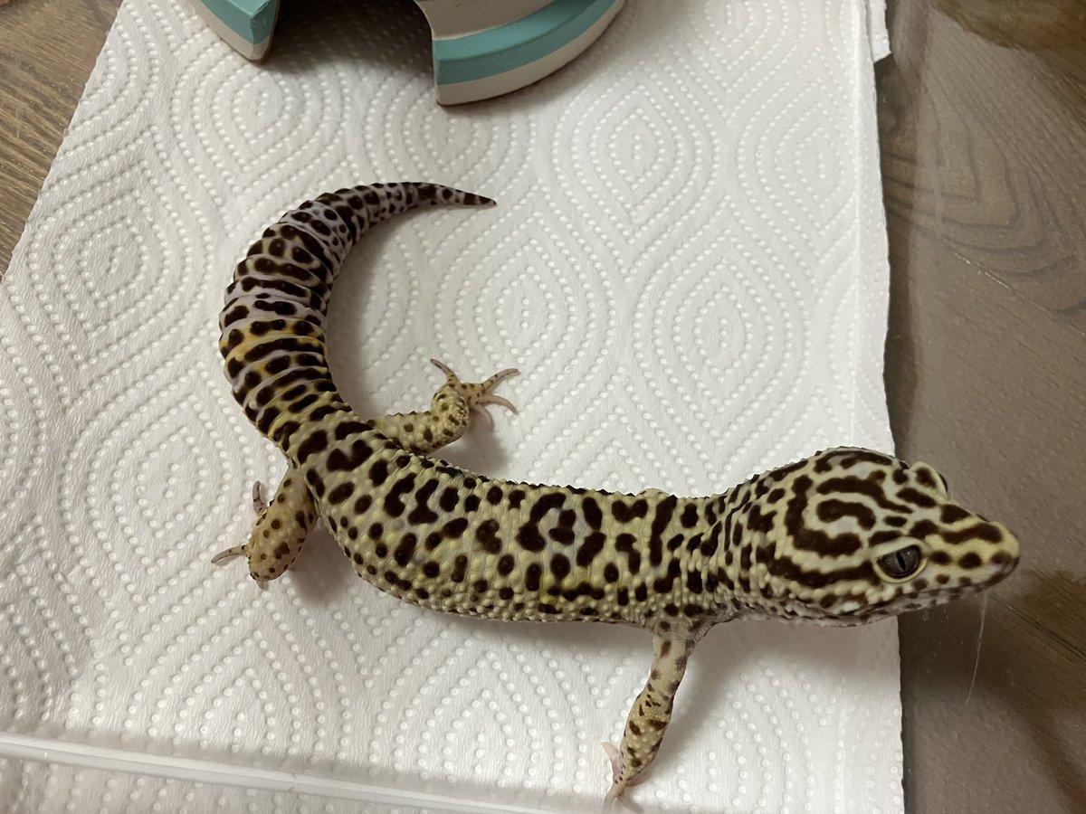 marvelchan's tweet photo. 男子チームもメンテ
長ーいレオパ 男子に比べるとラピ助ちゃんのちんまり具合が可愛いw何もかもが短いw https://t.co/qT4mmOvh5N