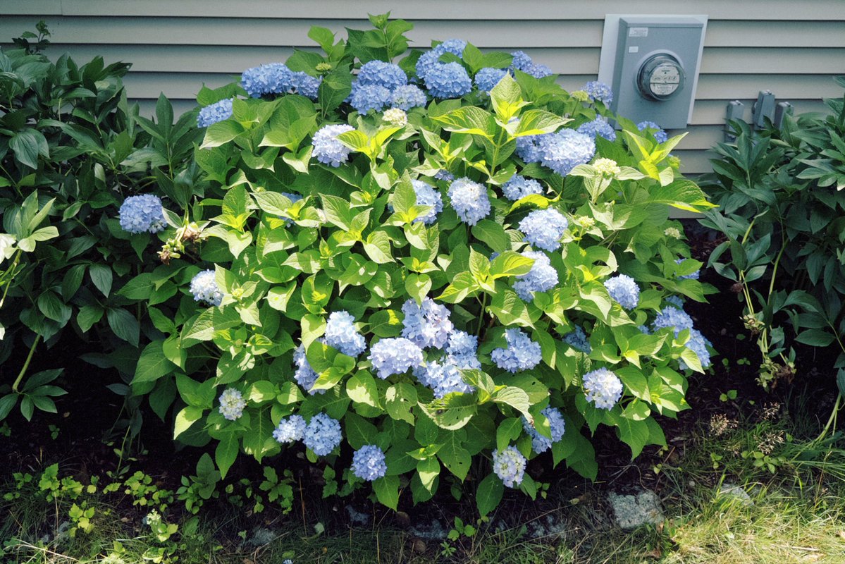 gregcello's tweet photo. a tale of two hydrangeas. https://t.co/yvMVz33IVA