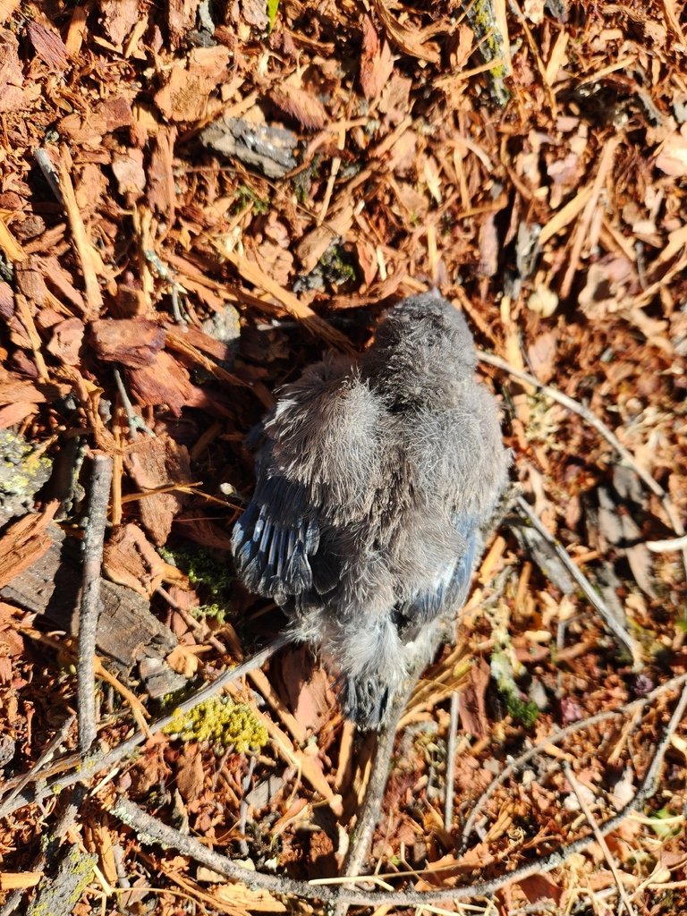 nightarctictern's tweet photo. https://t.co/SPVdsuhl6F