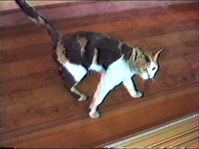 takeofftanabe's tweet photo. 満を持してのシャコンヌ特集！🐈
民民の間でも議論が沸いていたなかなか区別の難しいパッサカリアとシャコンヌ🐈、チャッコーナはシャコンヌのイタリア語読みですね。こちらにヒントになりそうな論文がありました。（PDFです）
https://t.co/SkH98m8dH6
#古楽の楽しみ https://t.co/rD1ptYq1Kd