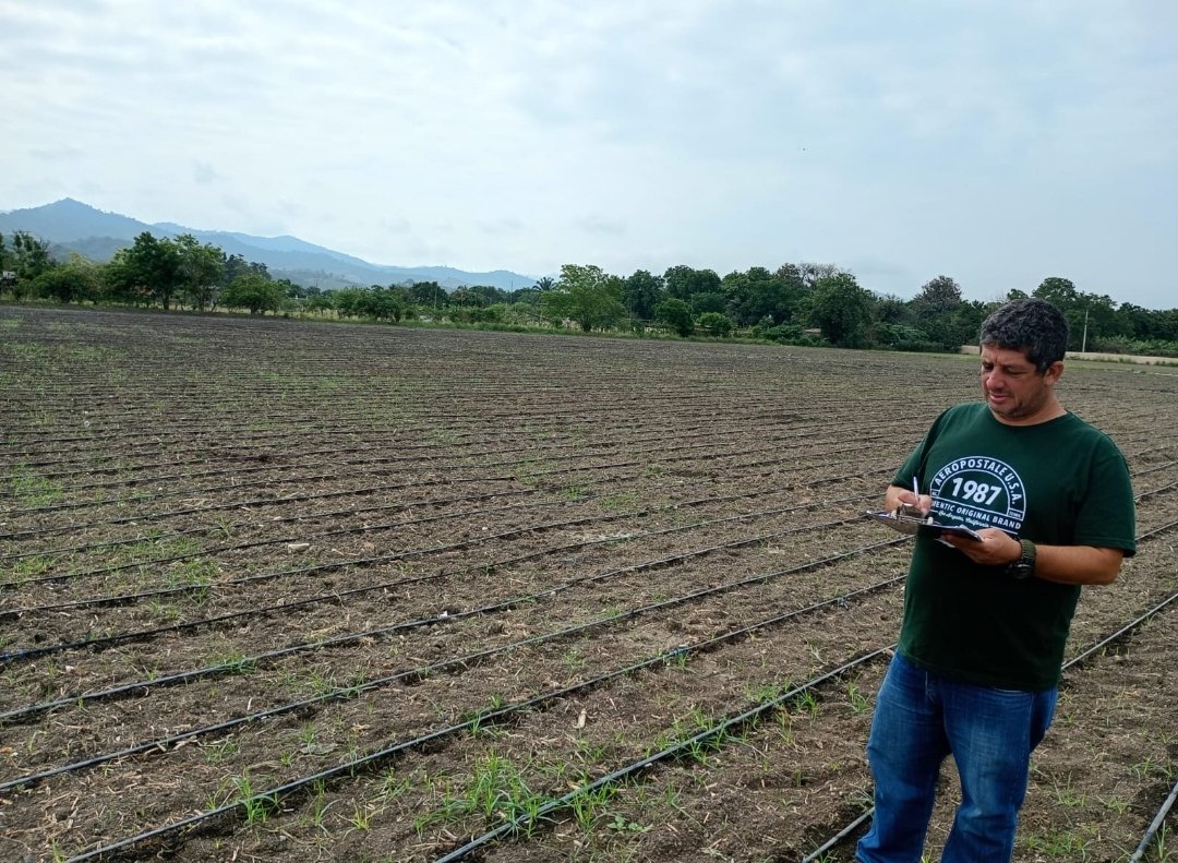 Agricultura_CZ4's tweet photo. #Manabí | Técnicos de Semillas, realizan la primera inspección a la empresa PROMAN -AGRIPAC, en la parroquia Colón del cantón #Portoviejo, se verificaron 20 lotes para la siembre de maíz amarillo  híbrido  Trueno  NB7443 con una superficie de 62,80 hectáreas.
#GobiernoDelEcuador https://t.co/VomKkpZlvz