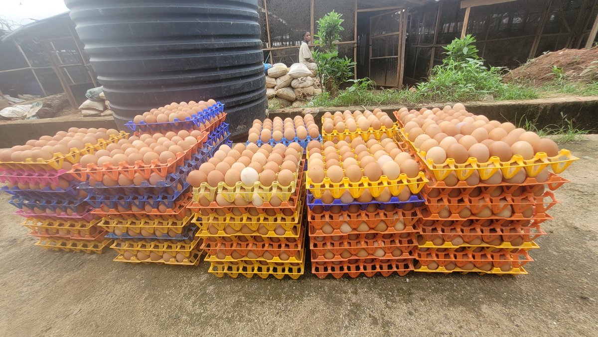 Poultry_chick's tweet photo. Are you starting out as a wholesaler or retailer? Do you want fresh, quality eggs and chicken supplied to you?

Send us a whatsapp message to join the Ronaya farms customer list 

Whatsapp/Call line : +2348110737107
Email: Ronayafarm@gmail.com 

#Ronayafarms #farmlife #eggs https://t.co/uk3o1o4vRN