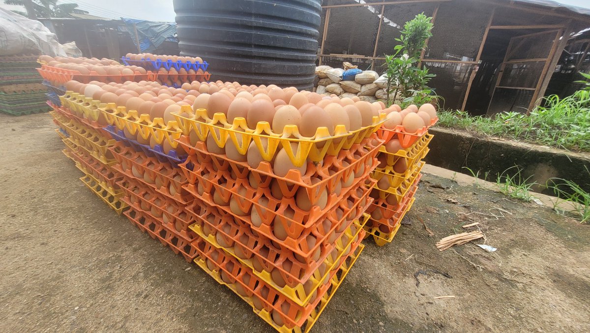 Poultry_chick's tweet photo. Are you starting out as a wholesaler or retailer? Do you want fresh, quality eggs and chicken supplied to you?

Send us a whatsapp message to join the Ronaya farms customer list 

Whatsapp/Call line : +2348110737107
Email: Ronayafarm@gmail.com 

#Ronayafarms #farmlife #eggs https://t.co/uk3o1o4vRN