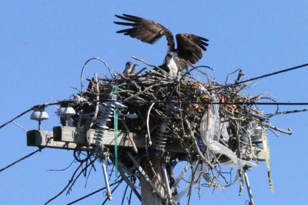 zcmega1's tweet photo. Shoutout to @Wpbl_boston, excited for the new team!

Coincidentally I took these photos of an osprey nest and family this morning in Cambridge! https://t.co/2KPswqY6WK