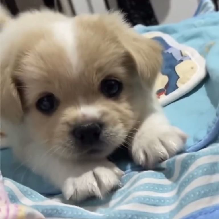 pseudo_puppy's tweet photo. is that...... a treat i smell.... owner u must give it to me.. owner u dont understand i need that treat... Give me it!!!!! please!!!!!! https://t.co/IeUYojtktQ