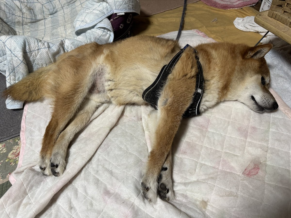 bearbeartyan's tweet photo. ᵗʱᵃᵑᵏᵧₒᵤও⸜(*ˊᵕˋ*)⸝｛今回もくまポスト読んでくださってありがとうございました
♡もＲＰもリプもいつもありがとうございます
皆さま本当にありがとうございます
これからも坊っちゃん共々よろしくお願いします https://t.co/44NI2AGGsH