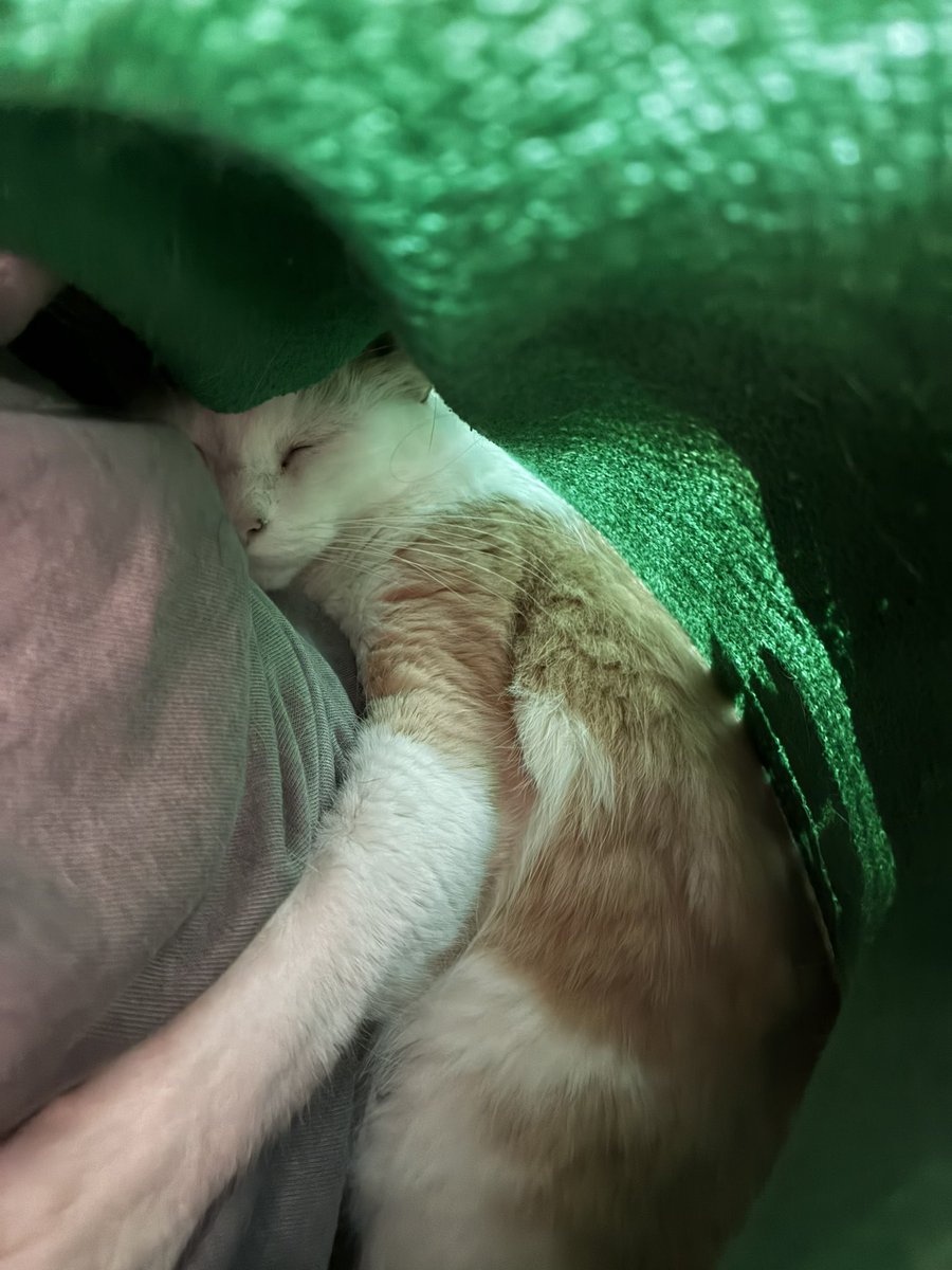 felinoias's tweet photo. passo uma semana viajando
meu gato dentro da minha blusa qdo volto: https://t.co/bvoXg2zEdW