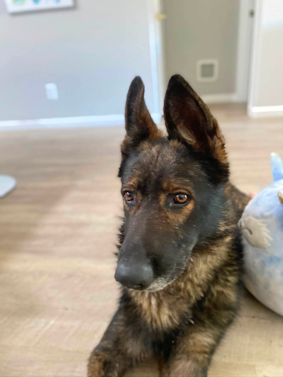 8415_n's tweet photo. #Germanshepherd found in a park:

6655 N 23rd Ave in #Phoenix #phoenixaz #phx #az #Arizona

He's super hungry, thursty, and limping.

Who's looking for him? 
Please contact (only if you're serious): https://t.co/w2PJsDLtcp

Please share on Nextdoor. https://t.co/aYExRsCe2f