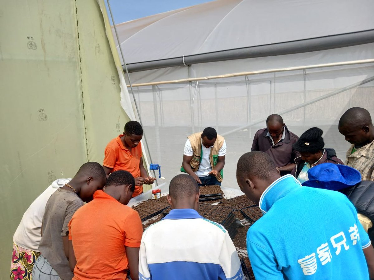 HoReCo_Rw's tweet photo. As part of the #KwihazaProject, implemented in partnership with @RwandAgriExport, HoReCo and SINEJO Ltd, tomato seedbeds were established today in @MusanzeDistrict for two demonstration plots: in greenhouse and on  open field.
The activity brought together 15 young farmers, who will benefit from hands-on training in modern vegetable production techniques. The tomato varieties established include ANNA F1 and Ghamar F1.

This initiative aims to strengthen youth engagement in agriculture by enhancing technical skills, increasing productivity, and promoting sustainable horticultural practices.