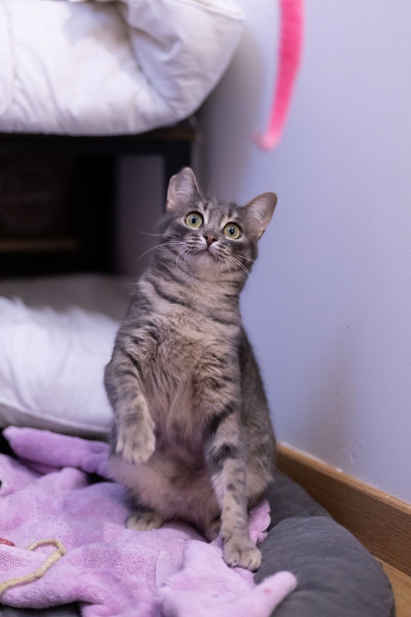 solicanin's tweet photo. Chipie à l'adoption 🐾 

solicanin@gmail.com  

#chat #adoption https://t.co/7a7iMGviHA