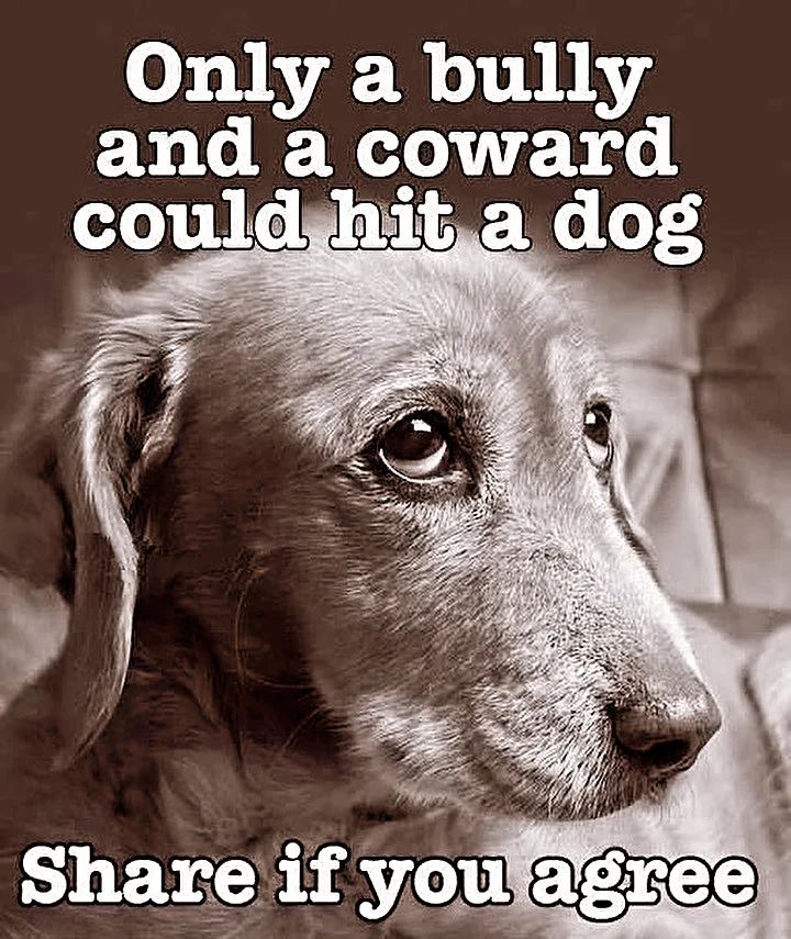 _XDogs tweet picture