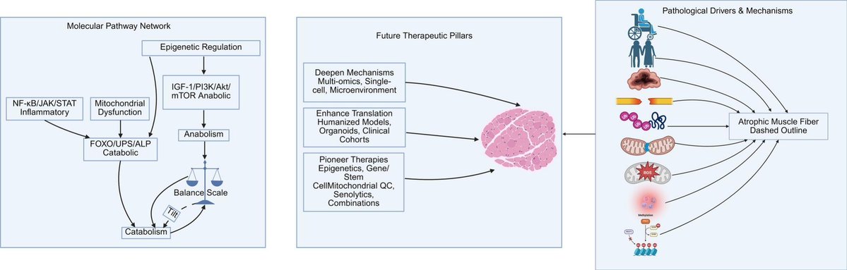 musclecellnews's tweet photo. A new #review highlights why treating skeletal #MuscleAtrophy is so complex: it happens when muscle protein breakdown outpaces synthesis.
Because cellular pathways are so deeply interconnected, the future of treatment lies in multi-omics and precision therapies. 🧬💪
Learn more: https://t.co/yW1Sdd2tXY