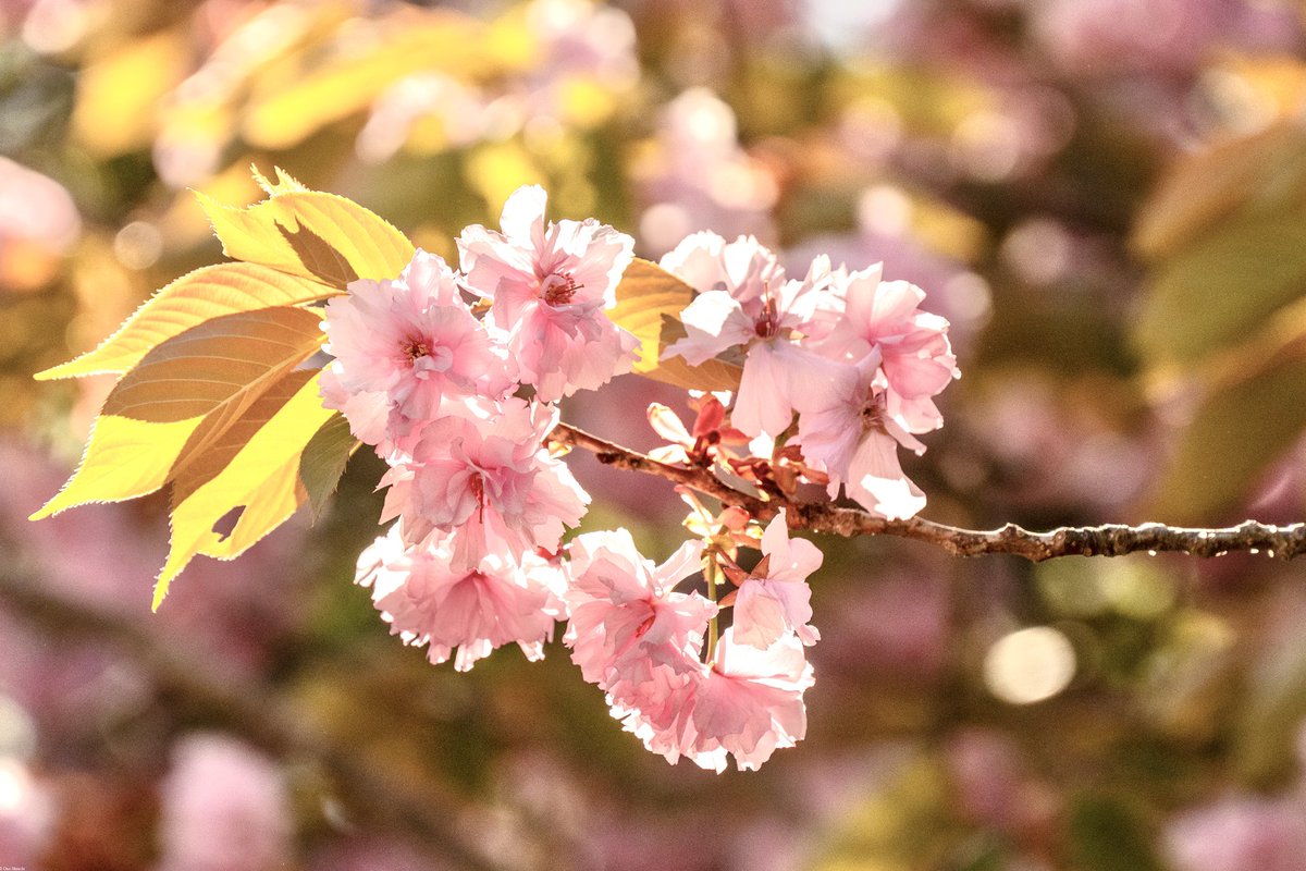 qzd13650's tweet photo. 昨日の結果と榴岡公園の八重桜(^^)
7,612steps, 5.41km, 3,024kcal, 242min, 3h28m

#fitbit #google_health
#visitmiyagi
#nikonzf
#nikkor Z 24-200mm f4-6.3 vr https://t.co/IsmoTjVtzr