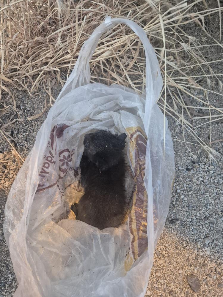 darkwebhaber's tweet photo. Eskişehir'de ağzı bantlanıp poşete konularak çöpe atılan yavru kedi, tesadüfen geçen bir vatandaş tarafından son anda kurtarıldı. https://t.co/JX03JLvVik