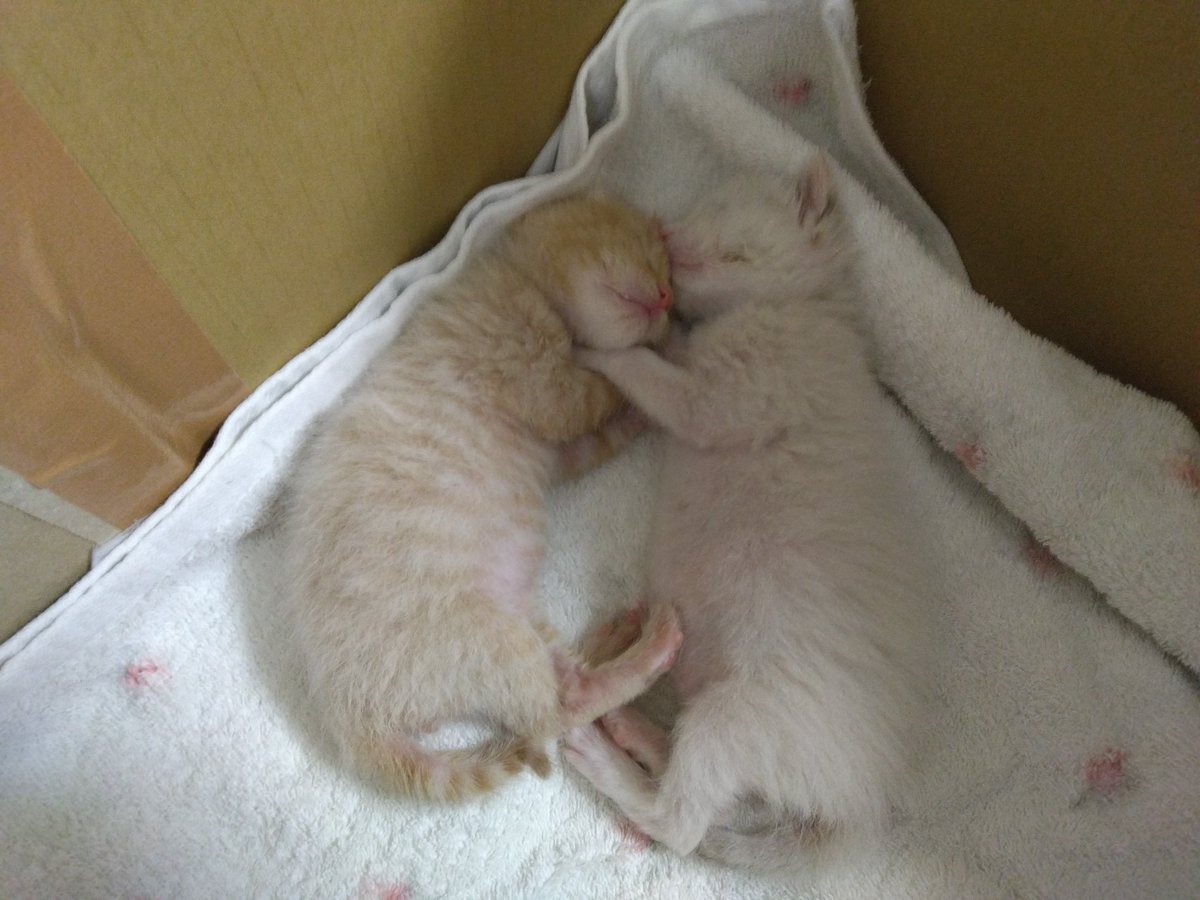 bot32671677's tweet photo. 朝からハズカシイので
先週譲り受けた保護猫の画像をどうぞ https://t.co/87RDYi0zUB