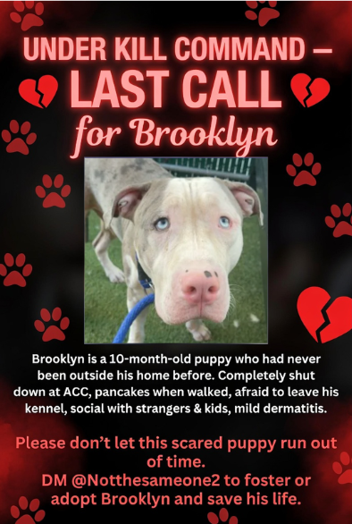 Jazzstew34's tweet photo. 🐾🚨 Brooklyn is under kill command - LAST CALL

This 10-month-old puppy was surrendered at the end of June. He had never been outside his home before — never taken for a single walk or seen the world. At the shelter, he is completely shut down. He pancakes to the ground when staff try to walk him and is too scared to leave his kennel.

Brooklyn is young, social with strangers and kids, and has mild dermatitis that is being treated. Underneath the fear is a sweet boy who needs patience and a quiet, loving home to finally feel safe.

DM @Notthesameone2 to foster or adopt Brooklyn!

Adopt ❤️ Foster 🏠 Pledge 💰 Share 📣 Rescue 🐾

@PoundHoundsResQ @muddypawsNE @AMAAnimalRescue @MiracleLnResq @SCARRescue @RescueCity @nycscr @bestfriends @WaggytailRescue @BadassDogRescue @ForBlakesSake @AmsterDogRescue @LouiesLegacy @NYBullyCrew @AnimalHaven @GSGSR

#NYCACC #NewHopePartners #SaveBrooklyn