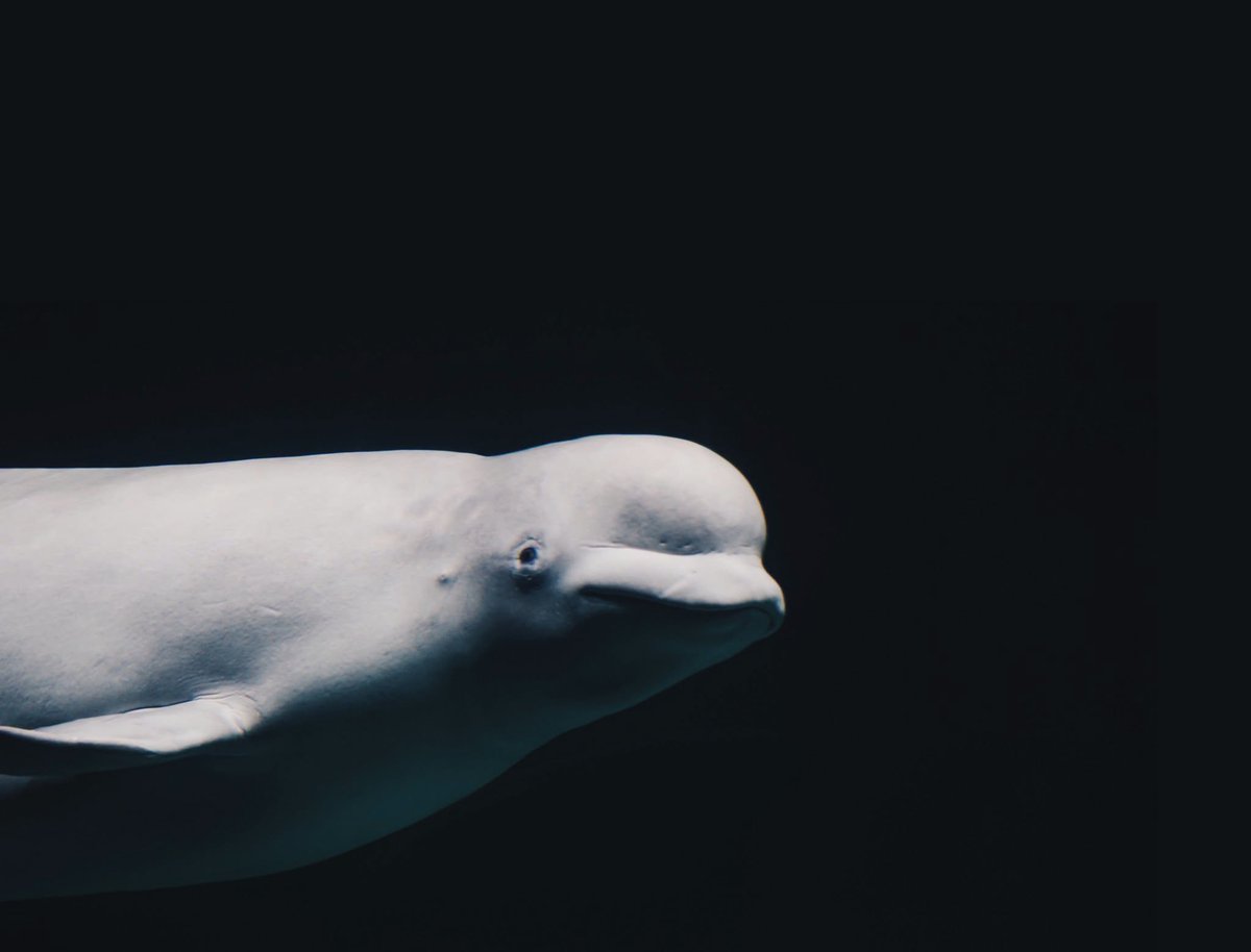 FoAorg's tweet photo. We're appalled that the National Oceanic and Atmospheric Administration's agreement with 3 U.S. aquariums to rescue 28 belugas from Marineland in Canada does nothing to prevent breeding. Read more here:
https://t.co/xOfUefQ1yi https://t.co/lkIwhkbNx2