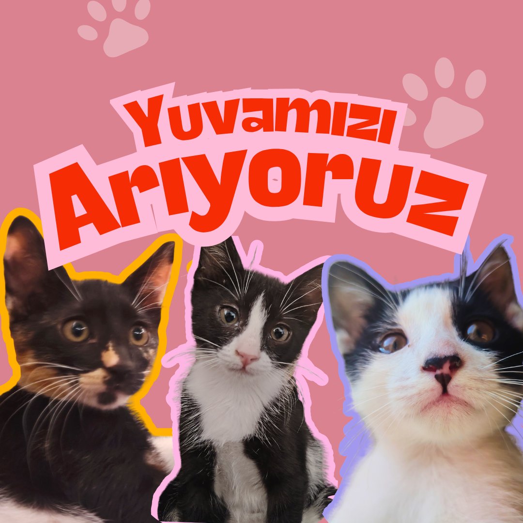 amaanhalledicez's tweet photo. Yuvamızı arıyoruz!!! 2.5 aylık harika çocuklarız.🧿 Hadi bize yuva olun. Manisa'dayız ama nakil de olabilirizzz . Kum kullanıyoruz. Mama yiyoruz 🌸😭✨💕 Hadi sizin çocuğunuz olalım https://t.co/hvUqVnFkGa