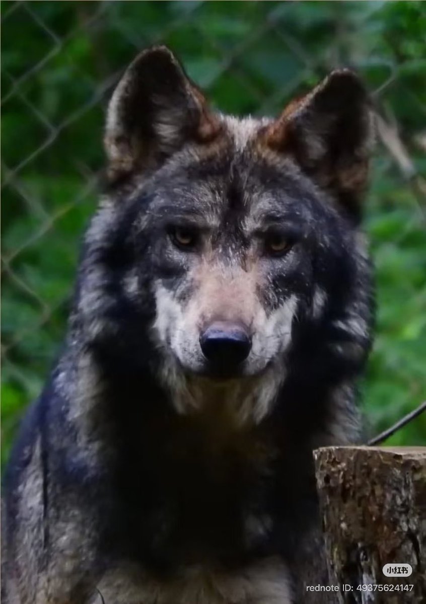 ValkosTamer's tweet photo. ✨A rescued gray wolf has officially been named Ao Yin (Valko) at Extinción Cero in Mexico✨ 

Global fans have raised over $24,000 for this endangered animal protection org so far!! 💛🖤

More info on Shas’s XHS: https://t.co/sragBYHcgd

#BringBackValko #ValkoIsThe6Li https://t.co/szaXwq0xmG