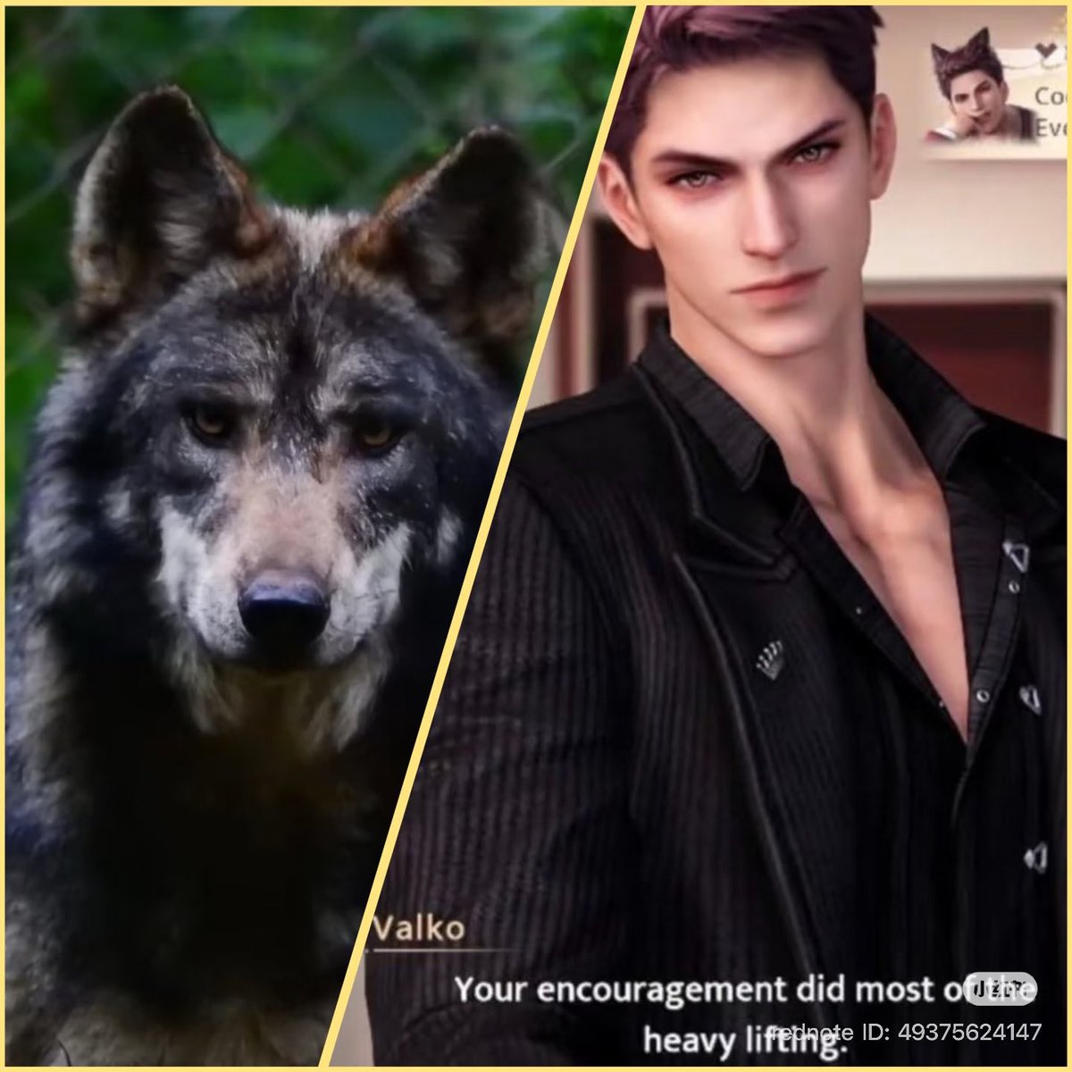 ValkosTamer's tweet photo. ✨A rescued gray wolf has officially been named Ao Yin (Valko) at Extinción Cero in Mexico✨ 

Global fans have raised over $24,000 for this endangered animal protection org so far!! 💛🖤

More info on Shas’s XHS: https://t.co/sragBYHcgd

#BringBackValko #ValkoIsThe6Li https://t.co/szaXwq0xmG