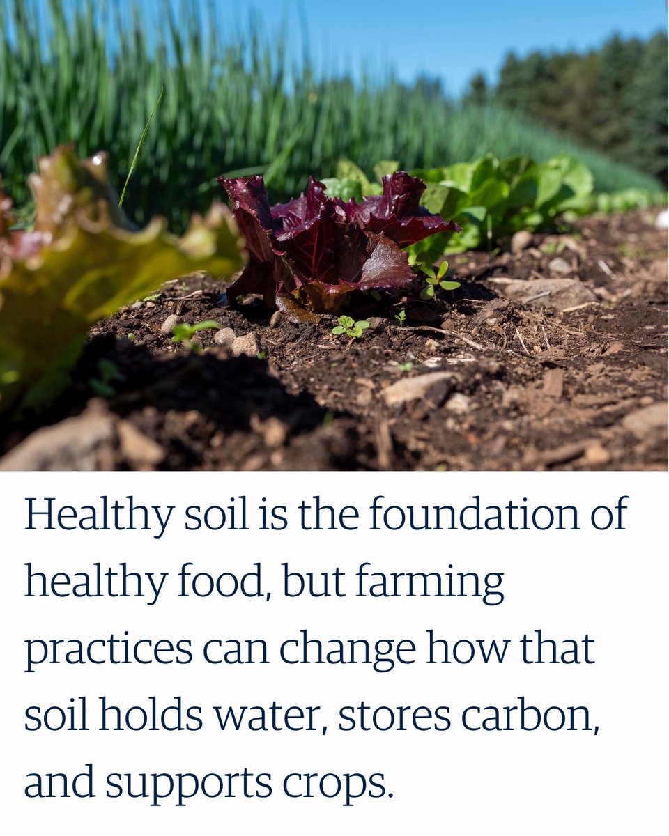 ubcLFS's tweet photo. What happens when farmers stop turning the soil?🧑‍🌾

Learn more at https://t.co/HWaOxghx0t https://t.co/Jk4iSljjzG