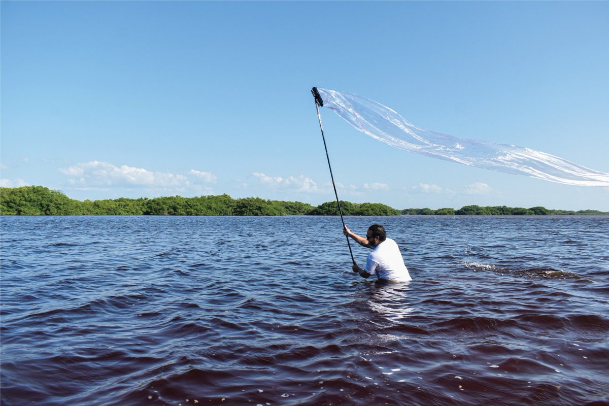 ADRIANGOMEZART's tweet photo. PRÓLOGO I · La membrana entra al territorio.

Continuación del estudio iniciado en 2025 con tierra del manglar. Esta fase activa membranas translúcidas en agua, luz y viento, para dar paso a los lienzos de este año.

Concepto y acción: Adrian Gómez.
#LosArbolesDelMañana https://t.co/rLM7FJpW9q