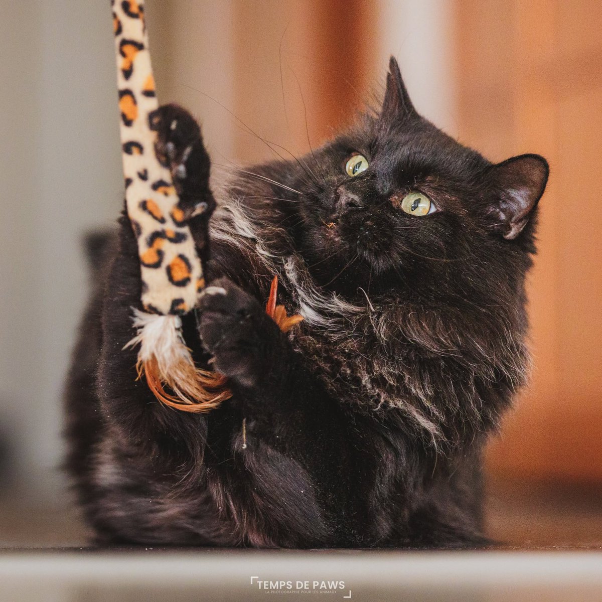 solicanin's tweet photo. Chasticot à l'adoption 🐾 
solicanin@gmail.com 
 #chat #adoption https://t.co/oLt9kvh7Dv