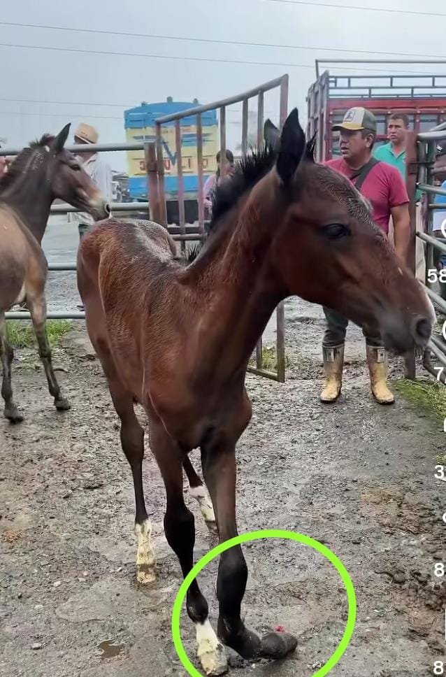 DefensoresAn's tweet photo. #URGENTE Se necesita localizar al dueño de este potro q estuvo en la feria ganadera del Cantón El Carmen Manabí, una persona lo quiere comprar. Ayúdenos compartiendo Contacto por interno @GADMElCarmen @LaVozdeManabiEc  @Agricultura_CZ4 @SdAsogan @LFC014 @PrefecturManabi  gracias https://t.co/MzXgOPY2xq