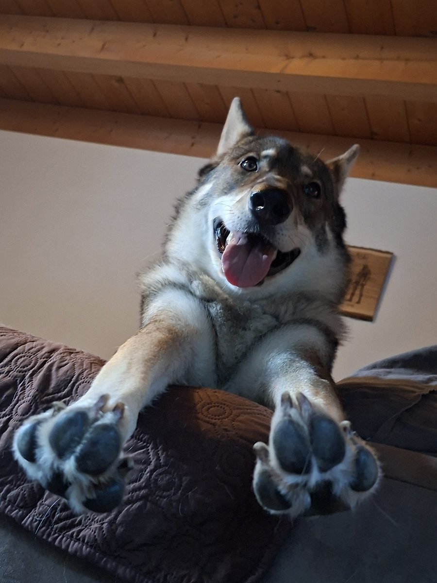 neutral_af's tweet photo. "Your dog is scary, she looks mean, she looks dangerous"
The dog in question 90% of the time: https://t.co/IE1WSPmNI4