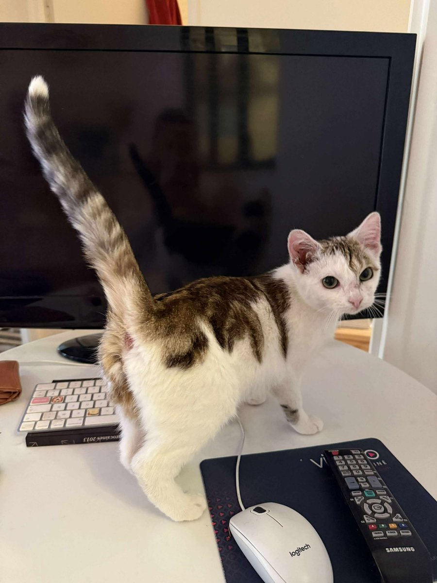 solicanin's tweet photo. Petit pain à l'adoption 🐾 

solicanin@gmail.com  

#chat #adoption https://t.co/nyE47RjtMr