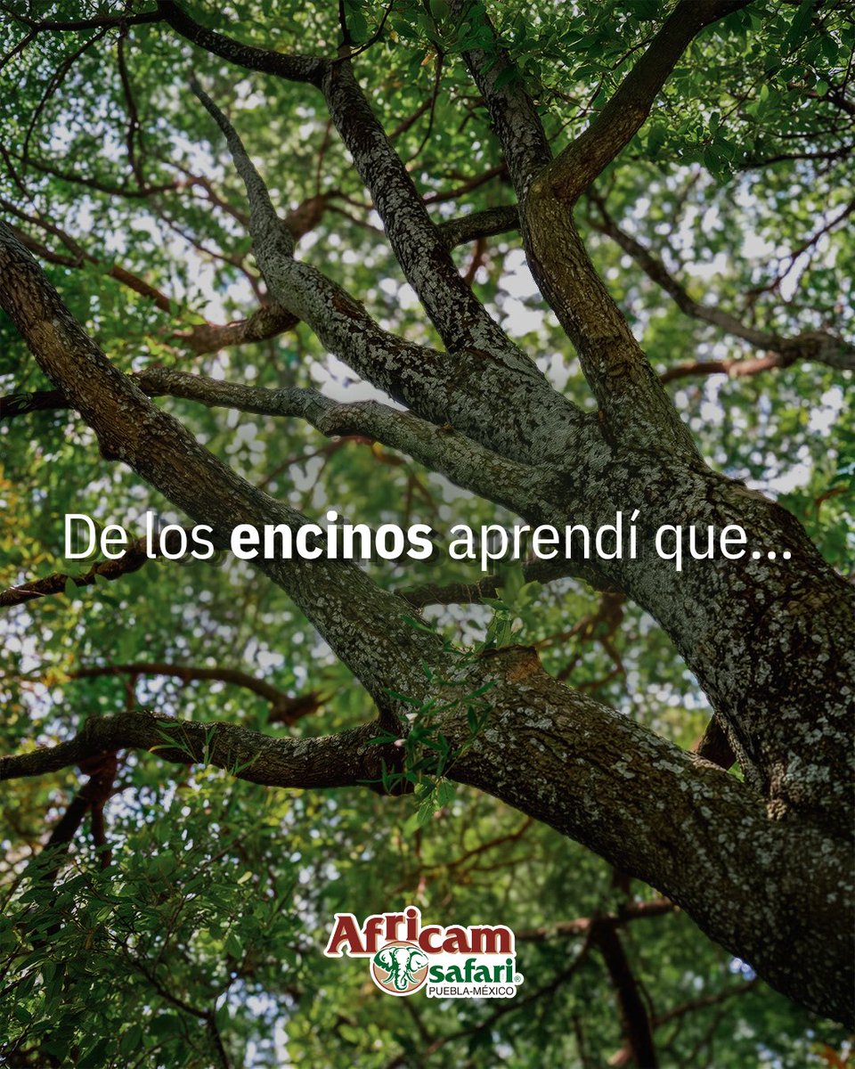AfricamSafari's tweet photo. Hoy, en el Día del Árbol celebramos a quienes llevan siglos enseñándonos que crecer lleva tiempo. 🌳
Los encinos nos han enseñado muchas cosas y por eso, desde hace años trabajamos para protegerlos a través de un programa de conservación aquí, en Valsequillo. https://t.co/8mOWFTqySO