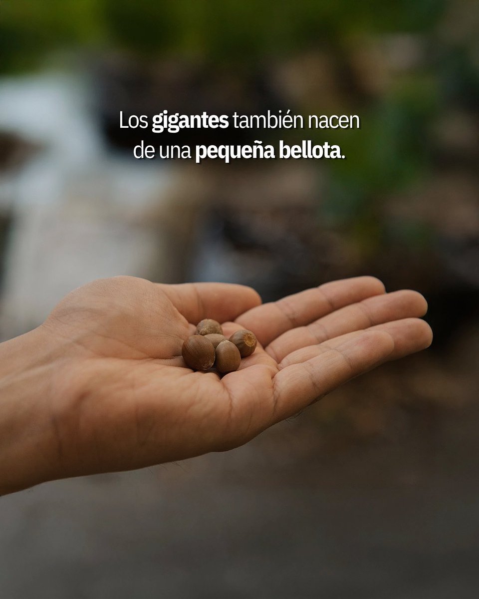 AfricamSafari's tweet photo. Hoy, en el Día del Árbol celebramos a quienes llevan siglos enseñándonos que crecer lleva tiempo. 🌳
Los encinos nos han enseñado muchas cosas y por eso, desde hace años trabajamos para protegerlos a través de un programa de conservación aquí, en Valsequillo. https://t.co/8mOWFTqySO