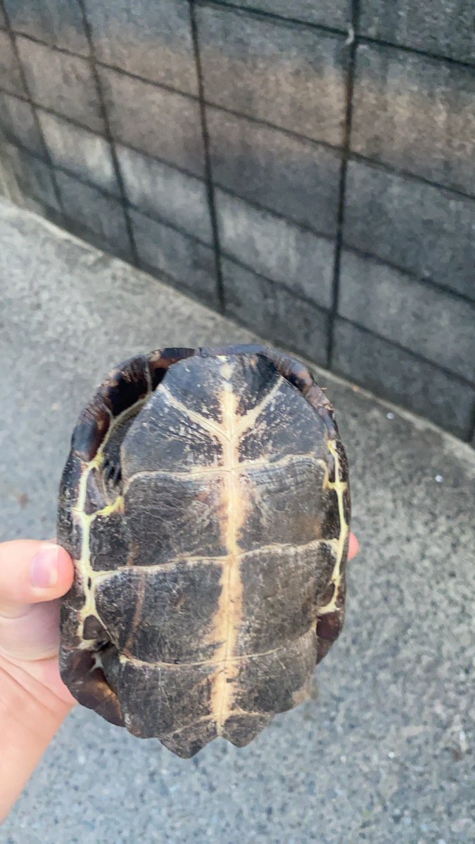 su_kyoku's tweet photo. また拾いました( ¯-¯ ) https://t.co/lWZ6Q6JQ6t