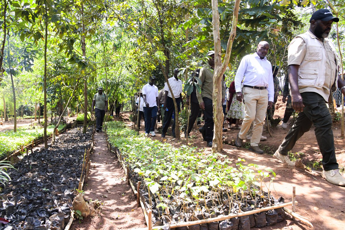 GMugambi_CBS's tweet photo. Today, I joined the Deputy Head of Public Service, Mr. Amos Gathecha, on an inspection visit to the Kaptumek/Kajulu (Old Bonjoge) Forest Block in Nandi County to assess the progress of ongoing forest restoration efforts under the Government's National Landscape Restoration Programme.

Together with the Deputy Head of Public Service, Aldai Member of Parliament Hon. Marianne Jebet Kitany, Secretary for Forest Development Mr. George Tarus, Chief Conservator of Forests Mr. Alex Lemarkoko, EarthLungs Chief Executive Officer Mr. Victor Mwanga and other leaders, we reviewed restoration activities being implemented through the partnership between the Government and EarthLungs, which has adopted 1,800 acres of the 2,150-acre forest block.

Since April 2023, EarthLungs has planted 1.97 million trees across the restored areas, making a significant contribution to our national target of increasing Kenya's tree cover to 30 percent by 2032 under the #15BillionTrees Growing Programme.

During the visit, we commissioned the Nyinyira Bridge, a key infrastructure project that will improve access within the restoration landscape and enhance conservation activities.

We also toured the Nyinyira Tree Nursery, one of three operational nurseries in the area alongside Pemja and Kajulu. Collectively, the nurseries currently hold 1.7 million seedlings and have a combined capacity of 2.3 million seedlings, ensuring a reliable supply of quality planting materials to sustain forest restoration efforts across the landscape.

I commend the strong collaboration between the Government, development partners, the private sector and local communities in accelerating forest restoration and strengthening ecosystem resilience. Strategic partnerships such as the one with EarthLungs are critical in restoring degraded forests, protecting our vital water towers, creating green jobs and improving livelihoods.

The Kaptumek/Kajulu Forest Block currently supports restoration activities through a workforce of 198 people, demonstrating that forest conservation not only restores ecosystems but also creates employment opportunities while advancing our national landscape restoration agenda.

#15BillionTrees
#15BillionTreesBy2032 
#15BWajibuWaKilaMkenya
#JazaMiti