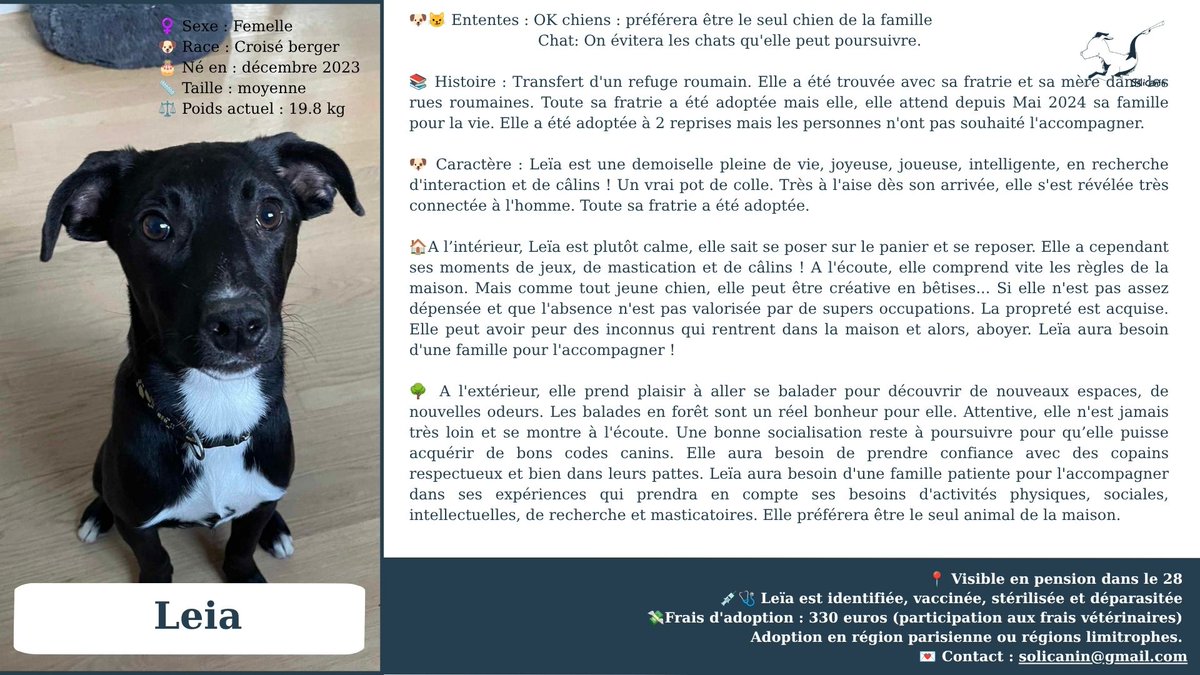 solicanin's tweet photo. Leia à l'adoption 🐾 

solicanin@gmail.com  

#chien  #adoption https://t.co/B1SaorvgqC