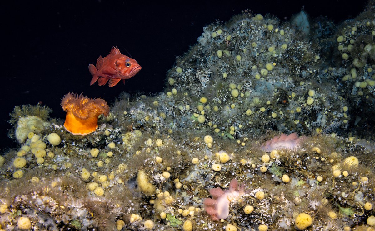 oceanexplorer's tweet photo. To maximize the reach &amp; impact of our deep-sea data, @OceanExplorer is now sharing biological occurrence data from expeditions on #okeanos in global databases (#obis &amp; #gbif), starting with data from expeditions off the U.S. West Coast &amp; Alaska in 2023.

https://t.co/esjYtJPoZ4 https://t.co/KqG5cPUNJz