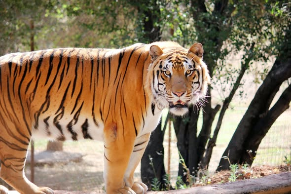 PAWSARK2000's tweet photo. PAWS is thrilled to welcome two new tigers to our sanctuary family: J.B. and Franklin. The pair were among a group of tigers given to a private facility and are tied to the closure of a sham “sanctuary” known for mistreating and neglecting its animals. They are already settling in beautifully at PAWS. J.B. loves relaxing in his pool, while Franklin enjoys the soft grass in his spacious habitat, happily chuffing his approval.

With their arrival, PAWS now provides lifelong sanctuary for 9 tigers.

Watch out for our July newsletter to learn more about J.B. and Franklin and their surprising connection to several other PAWS residents, including Dally, Cleo, Casey, and Archer.
#tigers #sanctuary #PAWS https://t.co/FnAF9evvQj