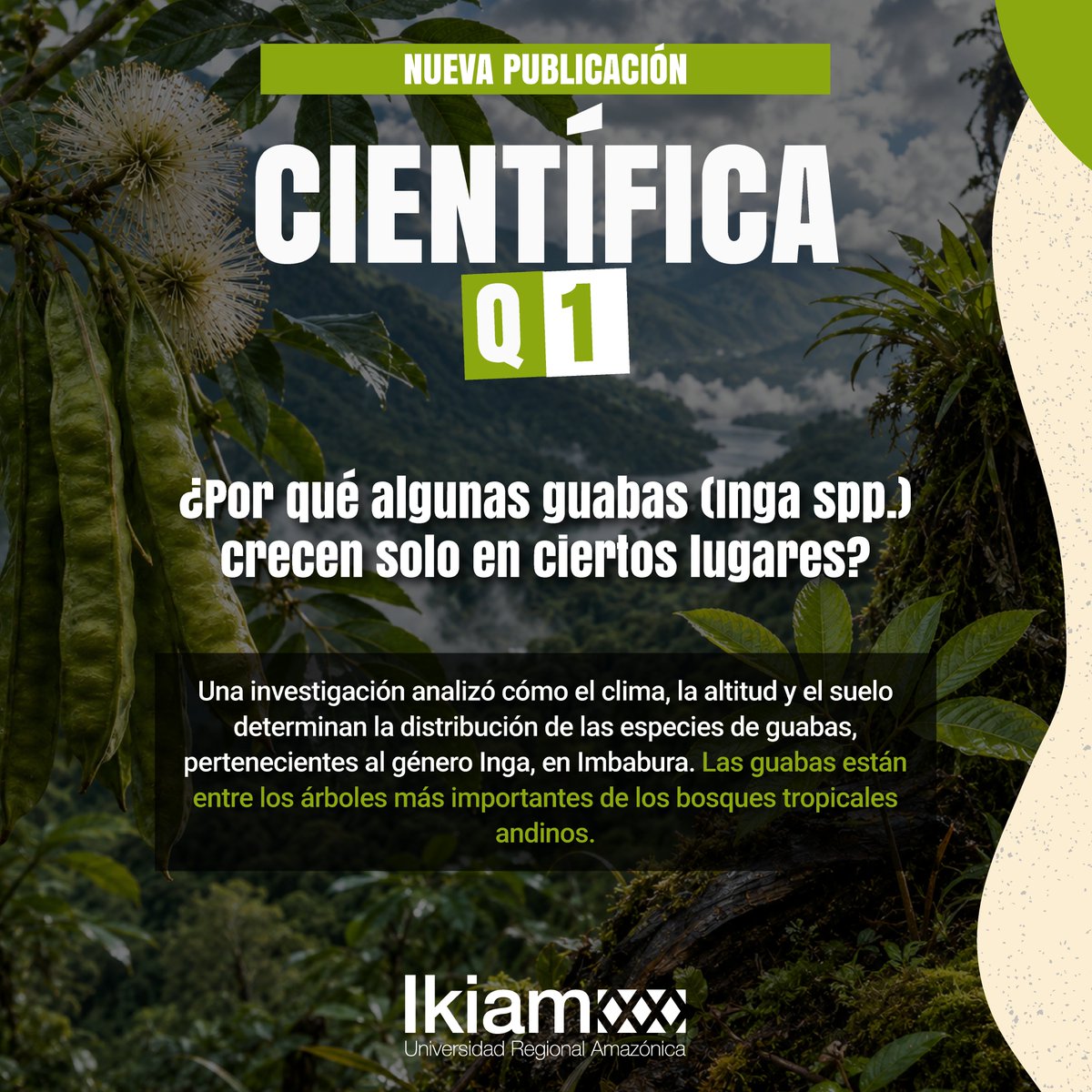 u_ikiam's tweet photo. 🌳🌿 El docente de Ikiam Wilfredo Ramiro Franco, junto a investigadores nacionales e internacionales, publicó el artículo “Geodiversity and Ecological Filtering Drive High Local Diversity of Inga (Fabaceae) in Imbabura, Northern Ecuadorian Andes” en una revista científica indexada en Q1, una de las categorías de mayor impacto académico.

🔬 El estudio identifica cómo la altitud, el clima y las características del suelo determinan la distribución de las especies de Inga (guabas) en los Andes ecuatorianos, aportando información clave para su conservación y para la protección de los bosques andinos frente a la deforestación y el cambio de uso del suelo.

📖 Conoce más sobre esta investigación:
https://t.co/SB11nN1cIj