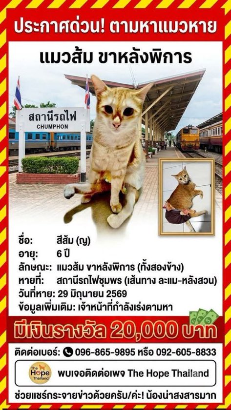 Takox0's tweet photo. ชาวชุมพร หรือผู้ที่อยู่ใกช้มีจิตใจอาสา ช่วยกันนะคับ เมื่อเช้ายังเห็นรอยเท้าน้องอยู่เลย น้องสู้มาก  น้องเป็นแมวพิการ ใช้งานได้แค่2ขาหน้า แต่ใจน้องสู้มากๆ 😭😭😭

พาน้องกลับบ้านกัน 
#แมวหายบนรถไฟ #แมวหาย #ชุมพร https://t.co/3XLdBnuIhH