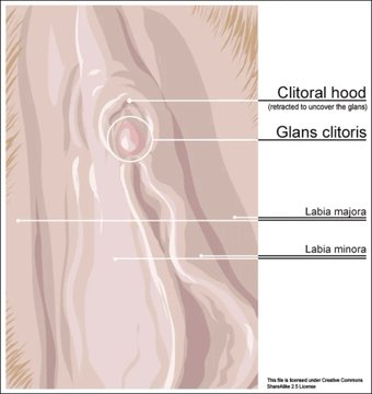 karmvvx's tweet photo. testicle was a 23m runner on solana but we know all the pussy is on robinhood  

 We have literally sent every derivative of testicle,   

except $hood

men have testicles, women have hoods Is this not the perfect runner https://t.co/EDopDu6QPh