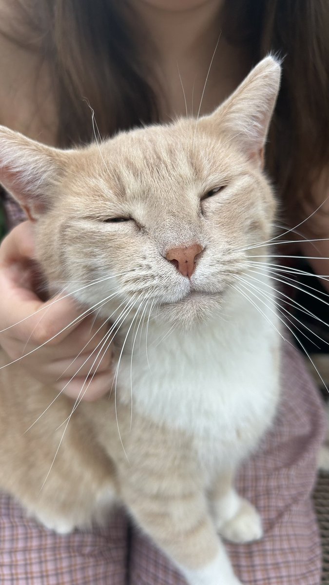 mochangbin's tweet photo. coccolare gatti la mia terapia https://t.co/XQvHBMGNuZ