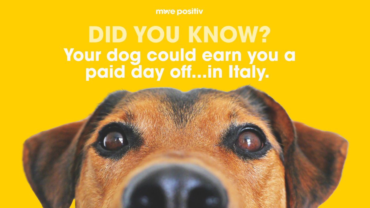morepositiv's tweet photo. A little good news for pet lovers:

Italy now allows employees to take up to three paid days off a year to care for a sick pet.

Because sometimes your best friend needs you, too. 🐕🐈

#FindYourPositiv #GoodNews #MorePositiv https://t.co/Xrwy4KRkVB